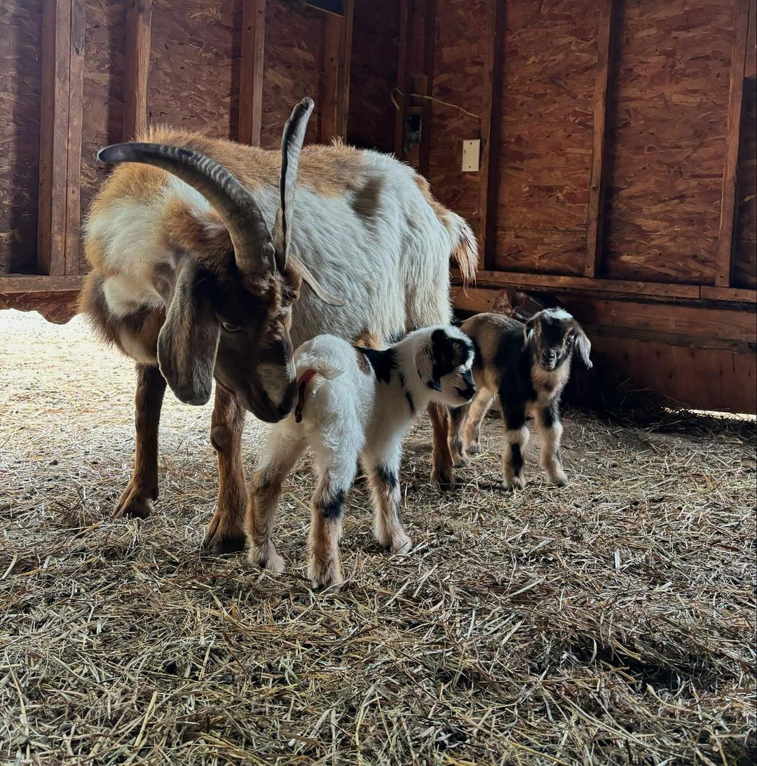 Fink's Country Farm