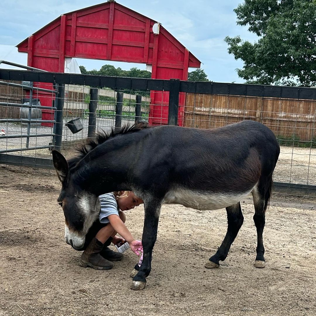 Fink's Country Farm