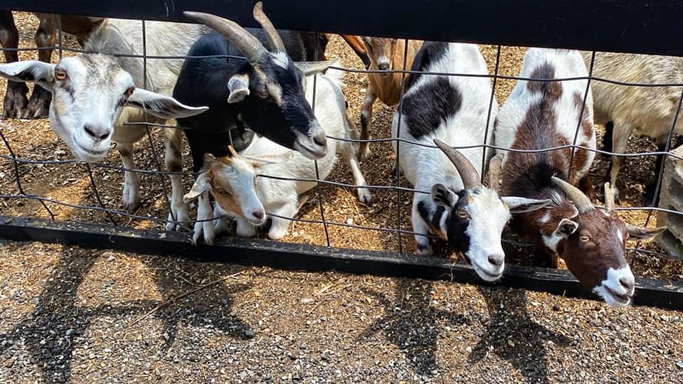 Fink's Country Farm