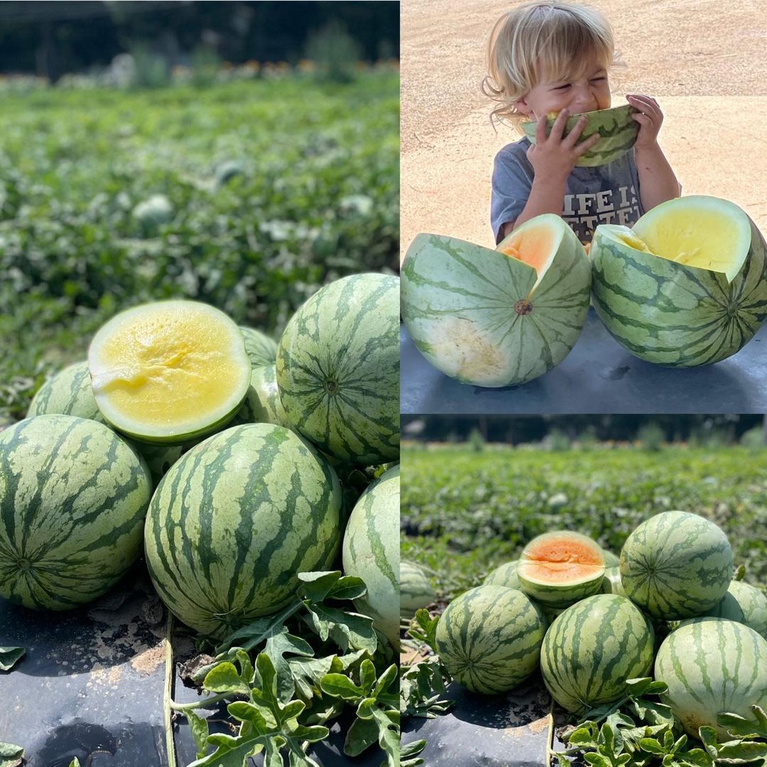 finks farm